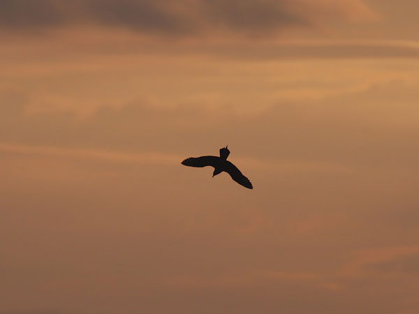 Merikihu, Parasitic Jaeger, Stercorarius parasiticus